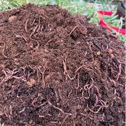 Dirt mound with worms.